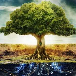 tree-with-magic-roots